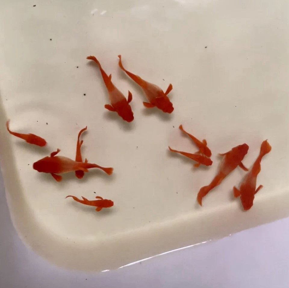 5 pares de peces vivos de acuario Koi Red Ear Guppy Foto 2 de 2