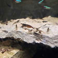 Neocaridina Shrimp Wild Type Mixed Color. 3 Pack 1 7.50 Ea.