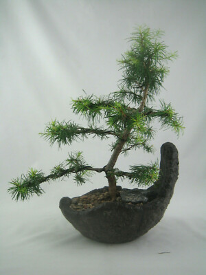 rk Bonsai Larix decidua Europische Lrche Bonsaischale erdfarben (47121) |  eBay.de