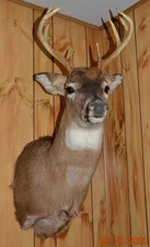 8 Point Whitetail Deer Head Shoulder Wall Mount Antlers Taxidermy