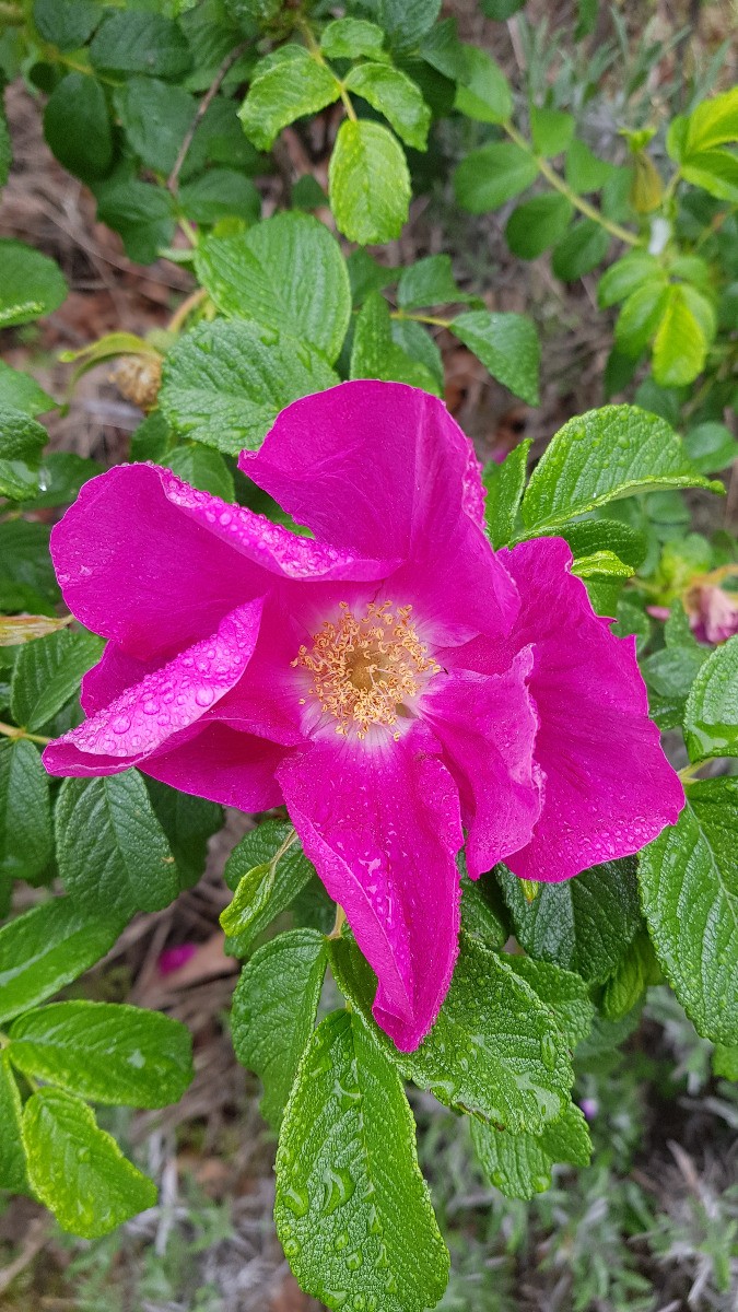 Rosa rugosa Rubra rosier rugueux rouge en pot de 2L pour massifs de bord de mer