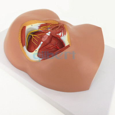 Human Female Perineum Anatomy Anatomical Medical Education Model #F14