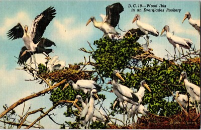 1940s Wood Ibis in Florida Everglades Rookery Vintage Linen Postcard