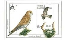 Turks and Caicos - 1993 - Birds - Souvenir Stamp Sheet - Scott #1053 - MNH