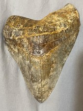Thick and sharp 5.98’ MEGALODON SHARK TOOTH FROM PERU Real Fossil  PERUVIAN