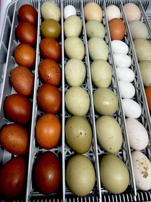 #ad #ad Copper MaranEaster eggerolive egger hatching eggs $25.00