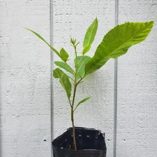 Northern Pecan, one year bare root seedling (Carya illinoinensis)