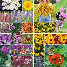 All Perennial Wildflower Mixed Seeds for Planting, 1 lb, 480,000+ Seeds with ... 112.99 per gallon