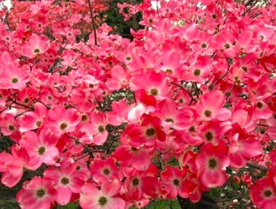 Red Flowering Dogwood Tree 3-4 feet Tall, Bare root, Tree for All Seasons - Image 2 of 4