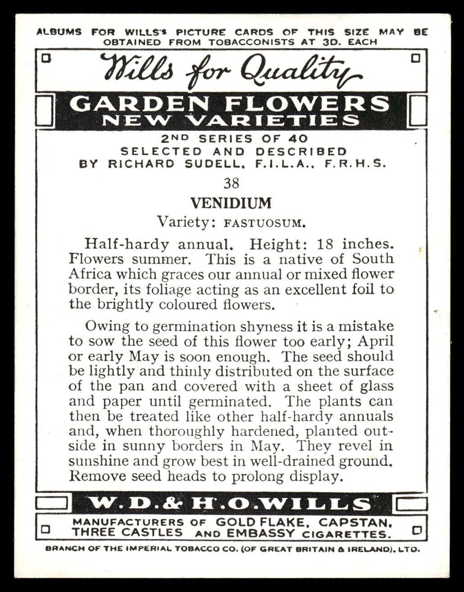 1938 Wills Garden Flowers New Varieties Cigarette Card #38 Venidium large  size