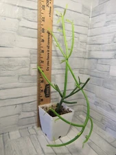 PENCIL CACTUS / young  plant /succulent /