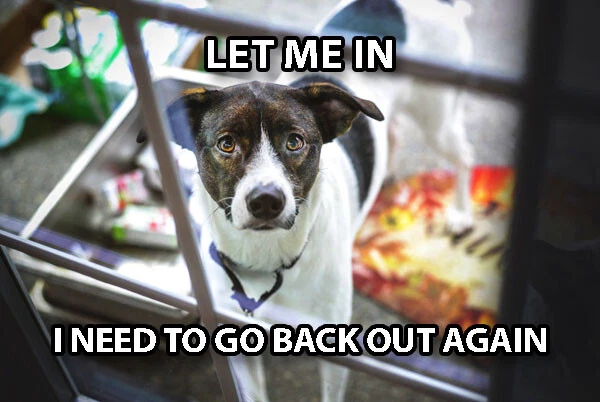 Funny Dog Meme Metal Sign 12x8 Door Let Me In Need To Go Back Out Humor Art