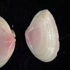 Tellina lineata (True Rose Tellin) Shells Lot Of 2 Clearwater FL (S185) — photo 7