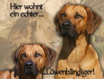RHODESIAN RIDGEBACK Hundeschild SCHILD Metall Alu-Dibond Warnschild NEU #6 - Bild 1 von 3