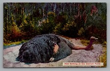 Ostrich Farm Hen Setting Nest Unposted Divided Back P.N.C. Postcard
