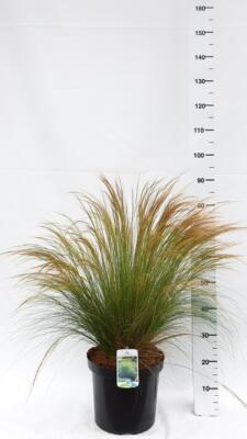 Zartes Federgras Stipa tenuissima Ponytails 20-30 cm - Grser - Ziergras |  eBay.de