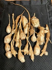 Organic White Fuseau Sunchoke / Jerusalem Artichoke - Helianthus tuberosus