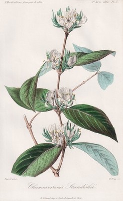Zwerg-Kirsche dwarf cherry Blume botany Botanik flower engraving Herincq 1863
