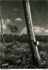 Postkarte - 40 - Landes - Gesicht der Landes - 10 - Die gemé Kiefer - Erwähnung Ph