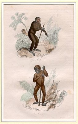 Le Jocko, Le Pongo - altcolorierter Stahlstich mit Passepartout