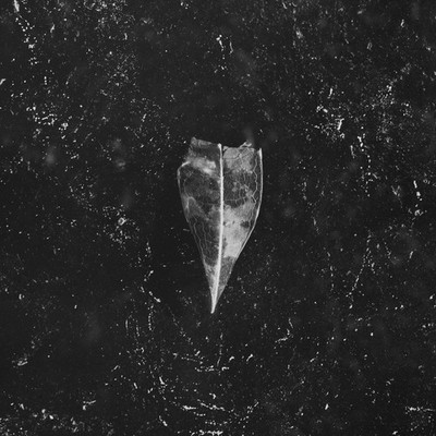 Bees Made Honey in the Vein Tree Aion (CD) Album Digipak (US IMPORT)