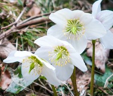 CHRISTMAS ROSE Helleborus Niger - 50 Bulk Seeds