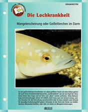 Die Lochkrankheit / Aquariuminfokarte