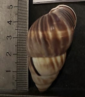 COLLECTION COQUILLAGE TERRESTRE : AMPHIDROMUS ATRICALLOSUS