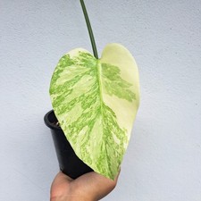 Rare Monstera Platinum Variegated Mint Highly Marbled Collector Plant Rooted 02