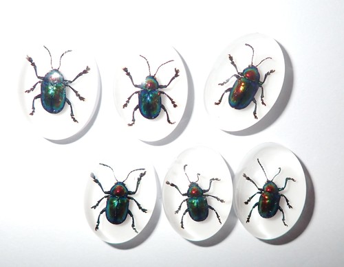Insect Cabochon Shining Leaf Beetle Oval 18x25 mm on white 2 pieces Lot - Picture 17 of 19