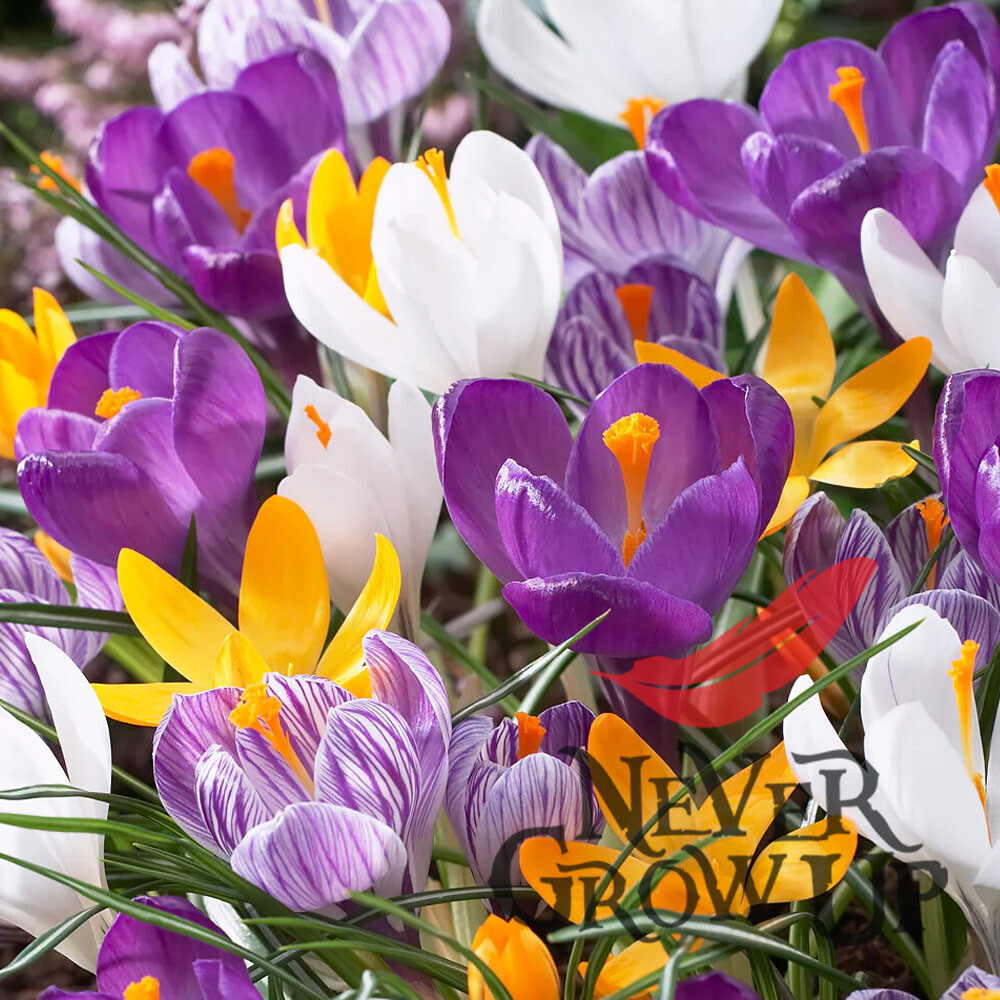 LARGE Flowering Crocus Mixed Spring Garden Autumn Planting Perennial
