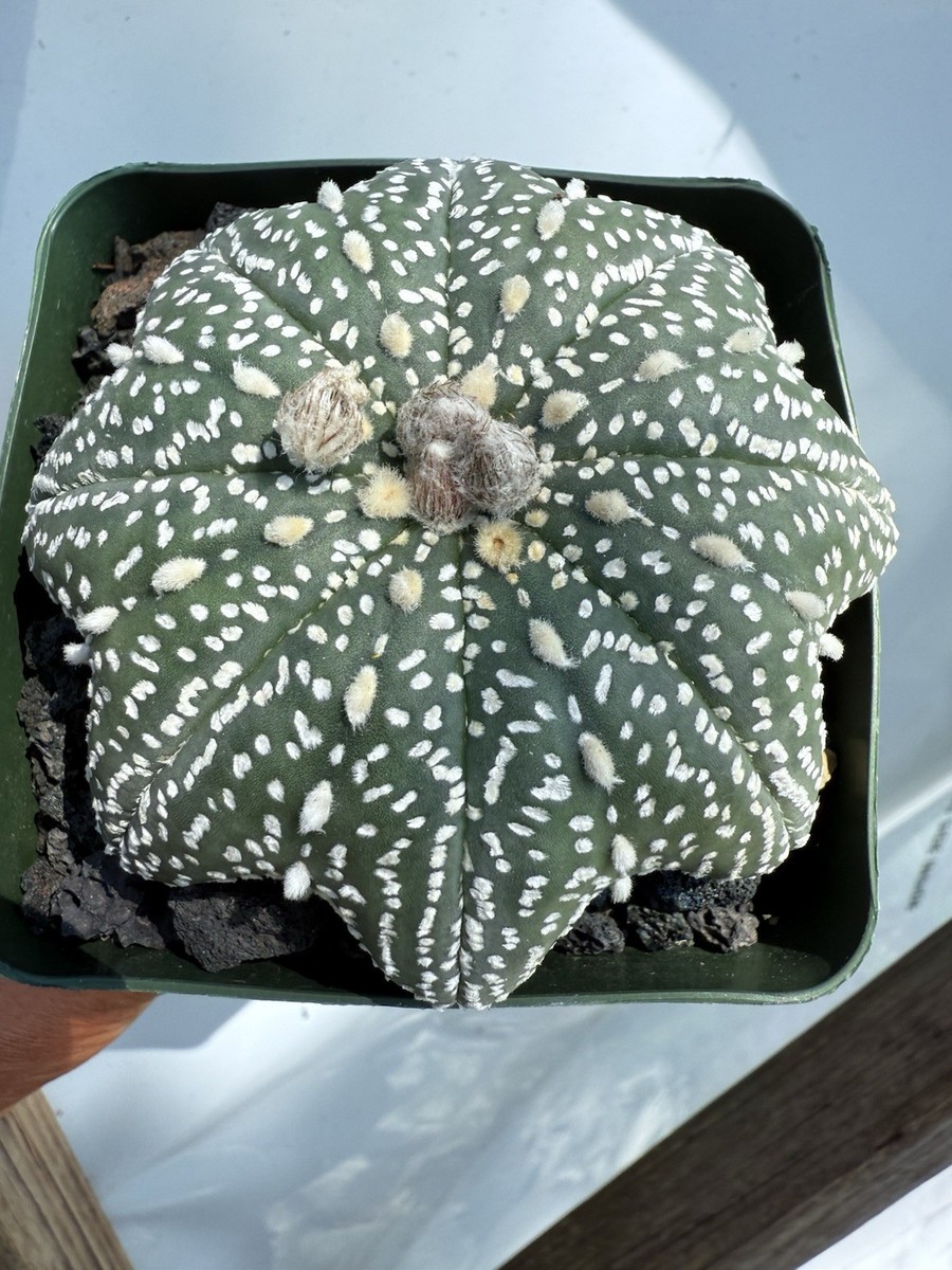 Astrophytum Asterias Kabuto Star Fish Big Deep Legs Yamamoto 3 1/4