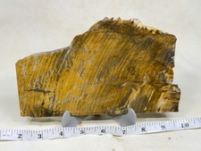 Large Old Stock Grassy Mountain Petrified Wood Slab, Lot#490