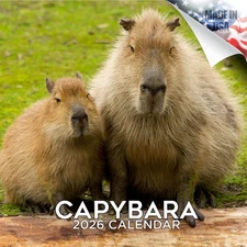 Capybara Calendar 2026 FULL SIZE 12x24 Made in USA