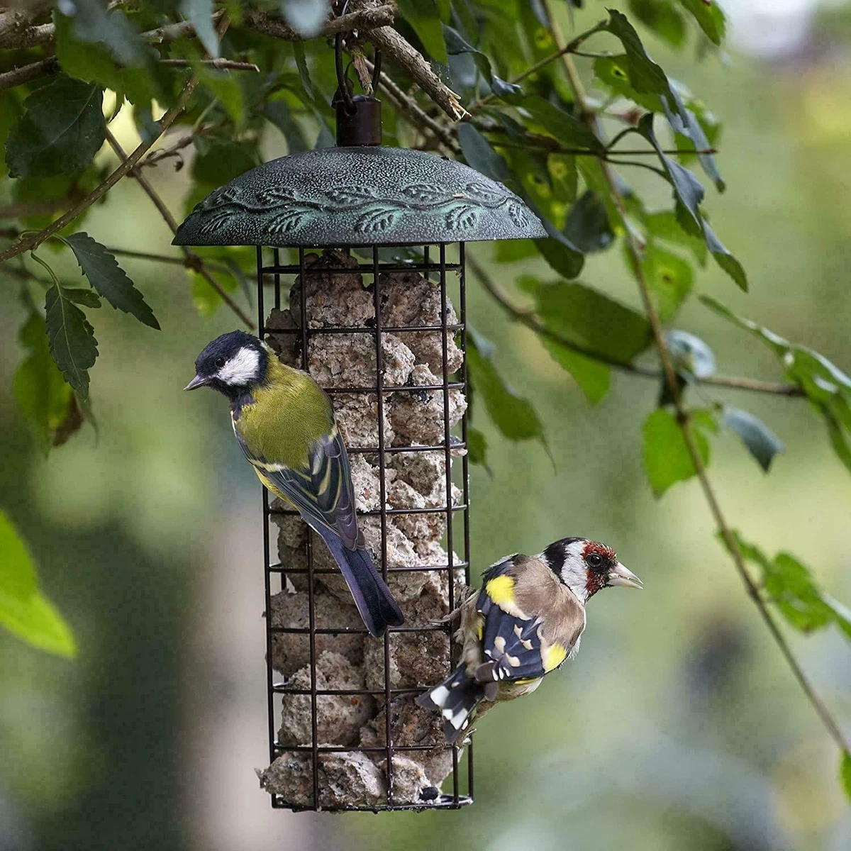 Common Bird Feeder Mistakes You Might Be Making (And How To