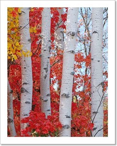Aspen Grove Autumn Fall Trees Professional Photograph Print Photo Poster Canvas