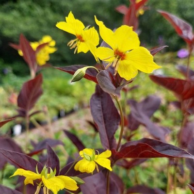 Bronzeblatt Felberich Firecracker Lysimachia Staude