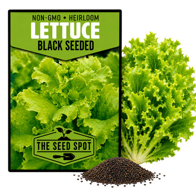 Lettuce Seeds - Heirloom Non GMO Black Seeded Simpson Lettuce Seeds | eBay