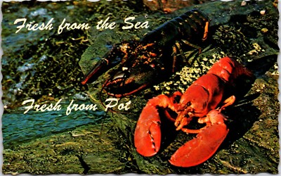 Postcard Fresh Live Lobster Pot Atlantic Ocean Maine D87