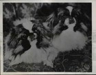 1946 Press Photo Artlyn Tombo Tsun & Pekingese Champion Artlyn Tombo