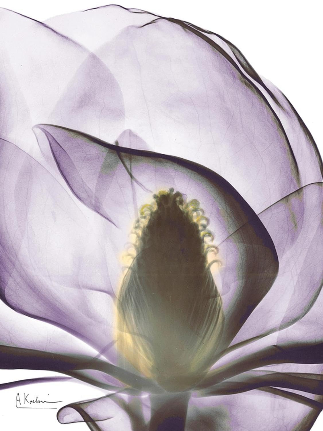 Purple Magnolia Wall Art Print 12x16 by Albert Koetsier A43-image