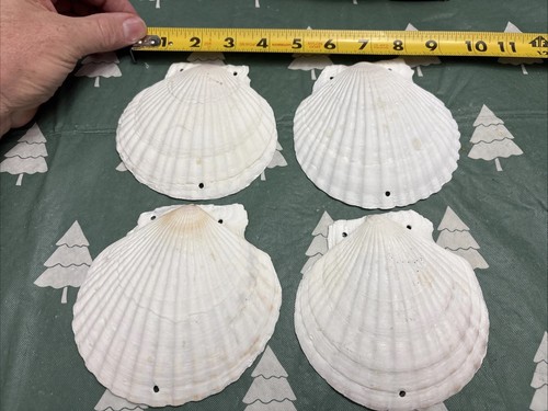 4 Vintage Large Japanese Scallop Shells Approx 5” Each