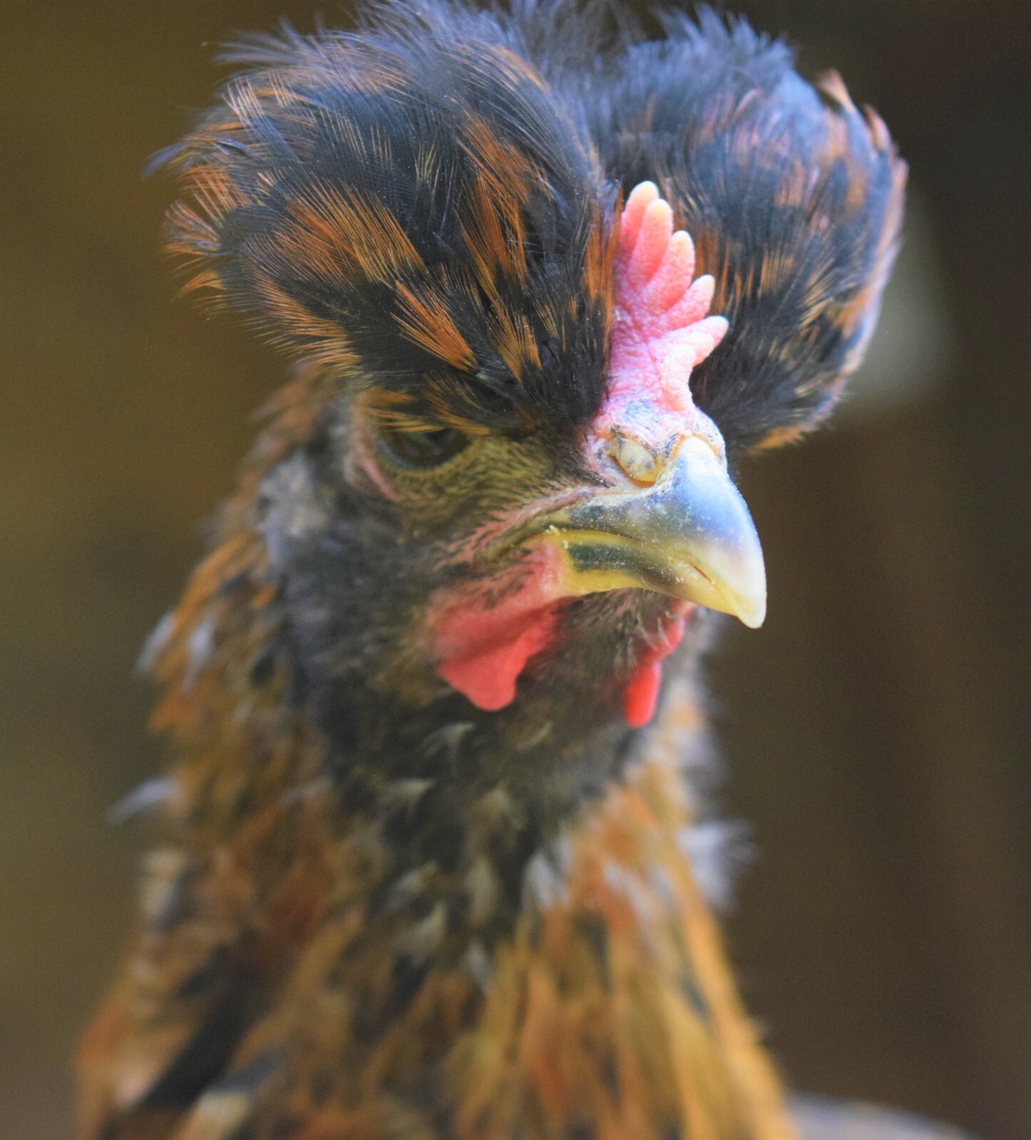 4++Shetland Hens EGG GUARANTEE=FROM MY RED PEN they Lay Pretty Blue