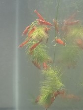 20 2 Blood Orange Shrimp - Freshwater Neocaridina Aquarium 100 Live Guarantee
