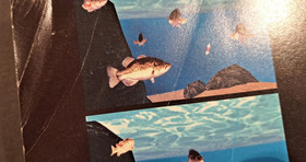 Electronic Gaming Monthly Magazine - Dreamcast - January 2000 - Issue 126