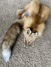 XL Wild Red Fox Pelt Fur Hide Tanned Top Quality Log Cabin Decor Man Cave Art