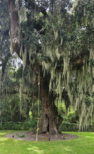 3- 1 Gallon Bags of Fresh, Live Spanish Moss from Brunswick, GA
