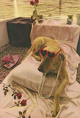 1981 WINDEMERE PRESS ''NORA DER WUNDERHUND IN HOLLYWOOD'' HUND & HERZ BRILLENLOS
