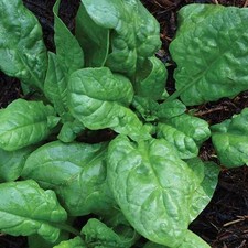 America Spinach Seeds, NON-GMO, Heat Tolerant, Smooth Leaf Spinach, FREE SHIP