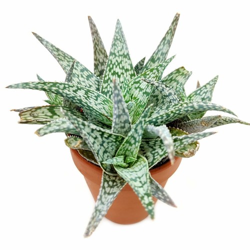 White Fox Aloe Plant (4'') - Picture 3 of 7